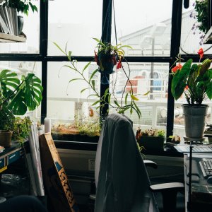 Welche Pflanzen eignen sich fürs Büro?